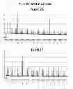 Fig. 11 - High-Resolution Clonal Typing of Escherichia coli
