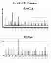 Fig. 12 - High-Resolution Clonal Typing of Escherichia coli
