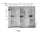 Fig. 03 - SEED TRAIT PREDICTION BY ACTIVITY-BASED PROTEIN PROFILING