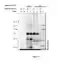 Fig. 05 - SEED TRAIT PREDICTION BY ACTIVITY-BASED PROTEIN PROFILING