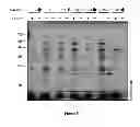 Fig. 06 - SEED TRAIT PREDICTION BY ACTIVITY-BASED PROTEIN PROFILING