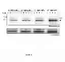 Fig. 12 - SEED TRAIT PREDICTION BY ACTIVITY-BASED PROTEIN PROFILING