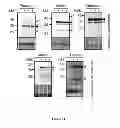 Fig. 15 - SEED TRAIT PREDICTION BY ACTIVITY-BASED PROTEIN PROFILING