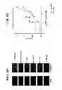 Fig. 07 - DETECTION OF PROSTATE CANCER USING PSA GLYCOSYLATION PATTERNS