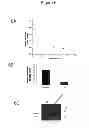 Fig. 07 - Cell-based detection of APF through its interaction with CKAP4 for diagnosis of interstitial cystitis