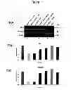 Fig. 12 - Cell-based detection of APF through its interaction with CKAP4 for diagnosis of interstitial cystitis
