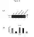 Fig. 13 - Cell-based detection of APF through its interaction with CKAP4 for diagnosis of interstitial cystitis