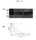 Fig. 14 - Cell-based detection of APF through its interaction with CKAP4 for diagnosis of interstitial cystitis