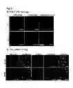 Fig. 04 - Markers for dopaminergic neuron progenitor cells