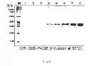 Fig. 07 - Method for mass-producing antifreeze protein derived from polar yeast