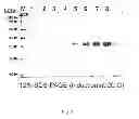 Fig. 09 - Method for mass-producing antifreeze protein derived from polar yeast
