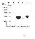 Fig. 10 - Method for mass-producing antifreeze protein derived from polar yeast