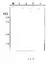 Fig. 12 - Method for mass-producing antifreeze protein derived from polar yeast
