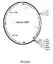 Fig. 07 - Control of gene expression