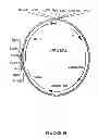 Fig. 11 - Control of gene expression