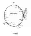 Fig. 31 - Control of gene expression