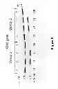 Fig. 08 - Low sequence bias single-stranded DNA ligation