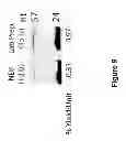 Fig. 11 - Low sequence bias single-stranded DNA ligation