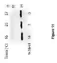 Fig. 13 - Low sequence bias single-stranded DNA ligation