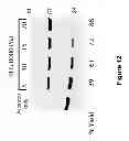 Fig. 14 - Low sequence bias single-stranded DNA ligation