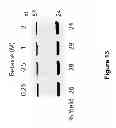 Fig. 15 - Low sequence bias single-stranded DNA ligation