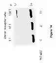 Fig. 16 - Low sequence bias single-stranded DNA ligation