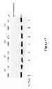 Fig. 19 - Low sequence bias single-stranded DNA ligation