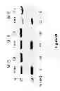 Fig. 22 - Low sequence bias single-stranded DNA ligation