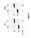 Fig. 23 - Low sequence bias single-stranded DNA ligation