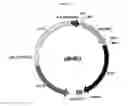 Fig. 06 - MICROBIAL ODD CHAIN FATTY ACIDS