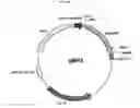 Fig. 10 - MICROBIAL ODD CHAIN FATTY ACIDS