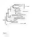 Fig. 09 - Extracellular aldonolactonase