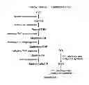 Fig. 01 - METHOD FOR ENHANCING CARBON BIOFIXATION