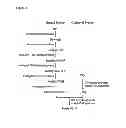 Fig. 02 - METHOD FOR ENHANCING CARBON BIOFIXATION