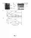 Fig. 02 - MRNA Interferase from Myxococcus Xanthus