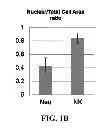 Fig. 03 - IMAGE ANALYSIS AND MEASUREMENT OF BIOLOGICAL SAMPLES