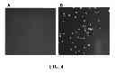 Fig. 08 - IMAGE ANALYSIS AND MEASUREMENT OF BIOLOGICAL SAMPLES