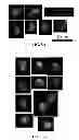 Fig. 09 - IMAGE ANALYSIS AND MEASUREMENT OF BIOLOGICAL SAMPLES