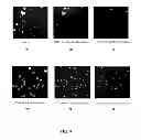 Fig. 20 - IMAGE ANALYSIS AND MEASUREMENT OF BIOLOGICAL SAMPLES