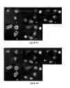 Fig. 24 - IMAGE ANALYSIS AND MEASUREMENT OF BIOLOGICAL SAMPLES