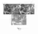 Fig. 07 - PDX1 EXPRESSING ENDODERM