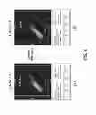 Fig. 11 - PDX1 EXPRESSING ENDODERM