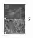 Fig. 18 - PDX1 EXPRESSING ENDODERM