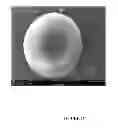 Fig. 04 - Microcarriers for stem cell culture