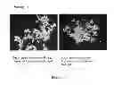 Fig. 147 - Microcarriers for stem cell culture