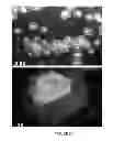 Fig. 22 - Microcarriers for stem cell culture