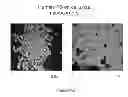 Fig. 232 - Microcarriers for stem cell culture