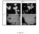 Fig. 41 - Microcarriers for stem cell culture