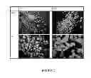 Fig. 44 - Microcarriers for stem cell culture