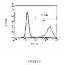 Fig. 63 - Microcarriers for stem cell culture